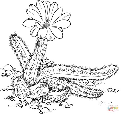 Beautiful antique spider cactus botanical print lovely fifty year old cactus print which was carefully removed from a vintage book. Echinocereus pentalophus or Lady Finger Cactus coloring ...