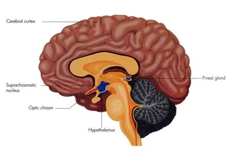Diencephalon Function Facts Position Development And Structure