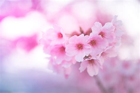 Sakura Flowers Pink Macro Closeup Hd Wallpaper Peakpx