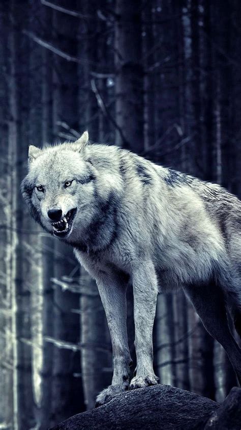Lone Wolf Wallpapers For IPhone Wolf Wallpapers Pro