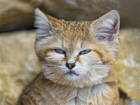 9 Things You Didnt Know About The Sand Cat