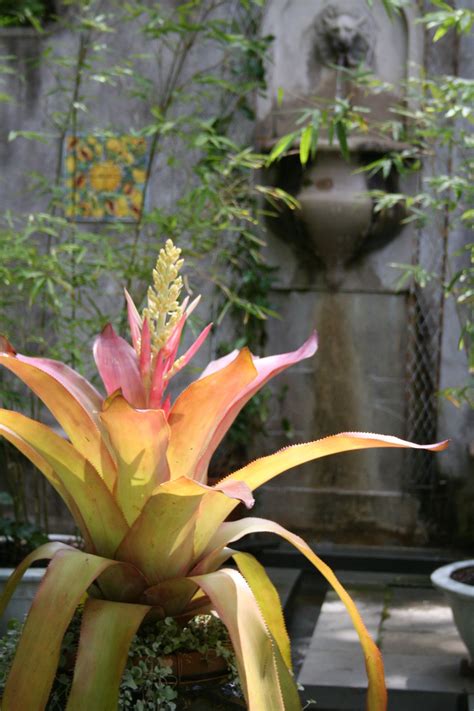 .west when the cactus are in bloom. Sometimes a single statement plant is more effective than ...