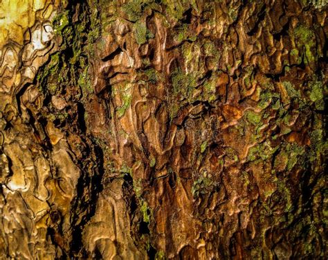 Colorful Tree Bark Texture Like An Artistic Abstract Painting Stock