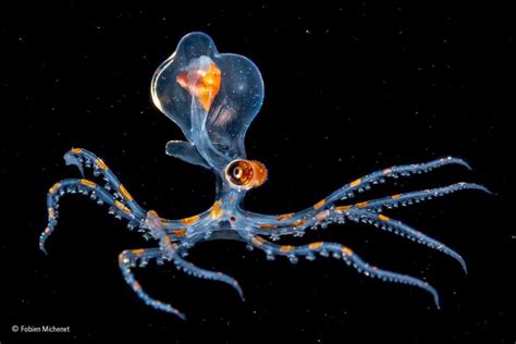 A Translucent And Bioluminescent Juvenile Octopus Suspended In The