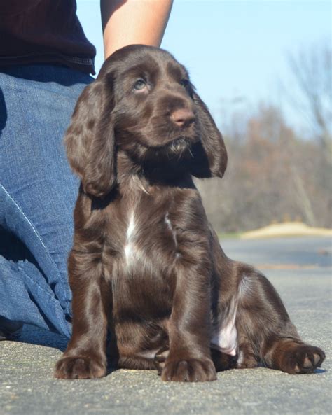 Akc registered cocker spaniel puppies, up to date on shots and dewormings! Field Spaniel #Spaniels #Dogs #Puppy | Field spaniel ...