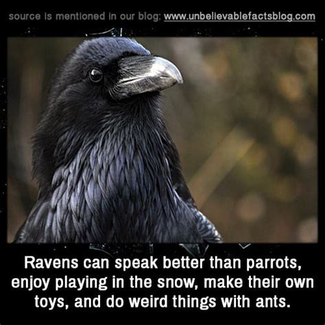 Ravens Can Speak Better Than Parrots Enjoy Playing In The Snow Make
