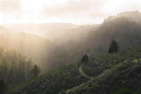 Wallpaper Sunlight Trees Landscape Forest Nature Grass Sky