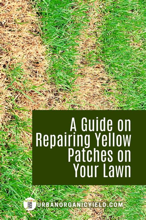 Repair Guide For Your Yellow Spots On Your Lawn Fescue Grass Lawn