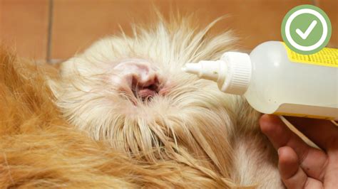 How To Clean Your Dogs Ears 10 Steps With Pictures Wikihow