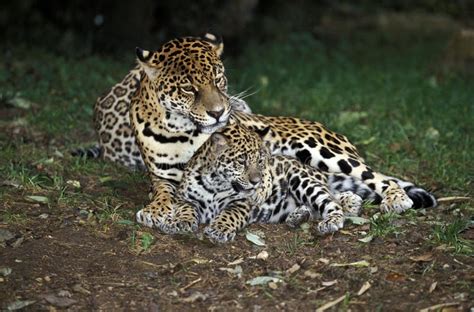 Jaguar Panthera Onca Mother And Cub Stock Image Image Of Outdoor