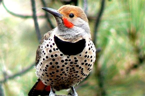 Northern Flicker Spotted Chest Photograph By Marilyn Burton