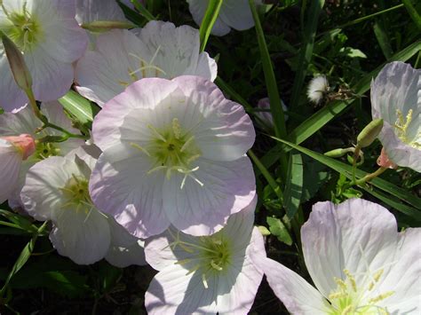 Evening Primrose Flower Free Stock Photo Public Domain Pictures