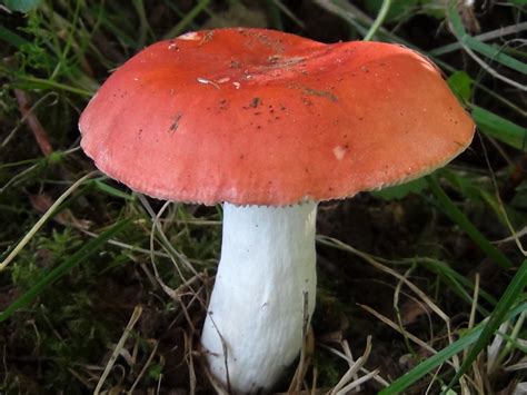 Russula Emetica The Sickener Mushroom Identification And Look Alikes