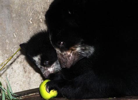 Andean Bear Cubs Make Debut At The National Zoo In Time For Mothers
