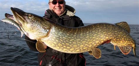 We did not find results for: Gallery Northern Pike Pictures