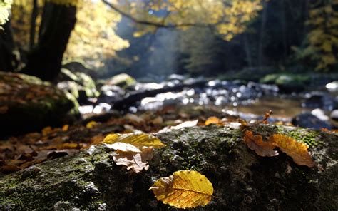 Hintergrundbilder Sonnenlicht Wald Blätter Wasser Rock Natur