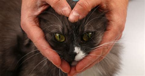 heart murmur in cats should you worry emergency vet 24 7