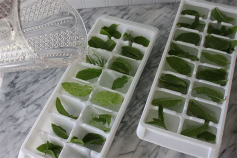 How To Freeze Mint Leaves Hunker Mint Leaves Recipe Fresh Mint