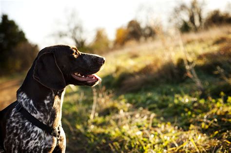 Hunting Dogs 101 Everything You Ever Wanted To Know Carhartt