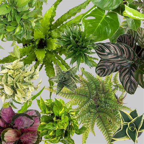 Types Of Foliage Plants Plant Ideas
