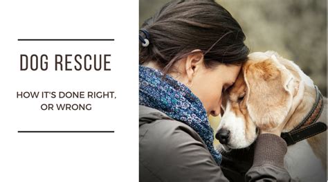 Dog Rescue - How It\'s Done Right, Or Wrong | Budget Earth
