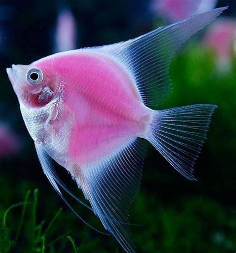 Worlds First Only Fluorescent Angelfish Rosa Pesca Acquari Pesci
