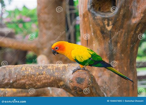 Yellow Parrot Bird Sun Conure Stock Image Image Of Conure Exotic