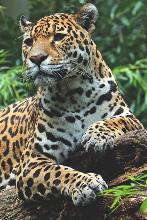 Best Jaguar Photos You Never Seen Before - Animals Comparison | Small