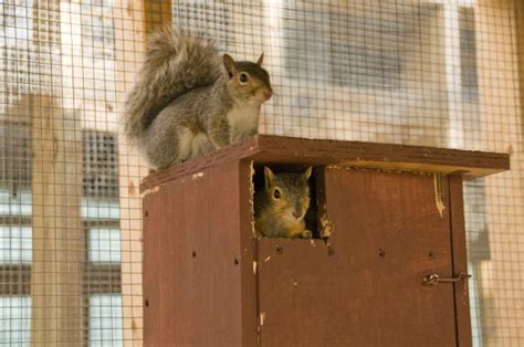 The walk along the river is peaceful and you can watch the guys launch their boats into the. Adopt-a-Squirrel | Outside My Window
