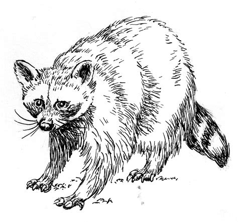 Raccoon Line Drawing At Explore Collection Of