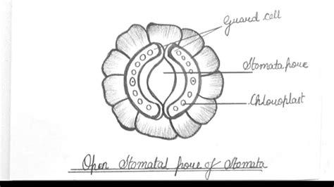 How To Draw Stomata Stomata Diagram Draw A Neat Labeled Diagram The Best Porn Website