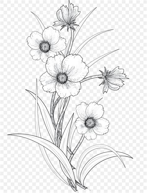 Drawing Flower Line Art Png 741x1079px Drawing Art Artwork Black