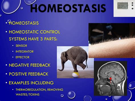 Homeostasis