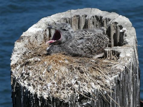 Baby Seagull All The Facts And Pictures Bird Advisors