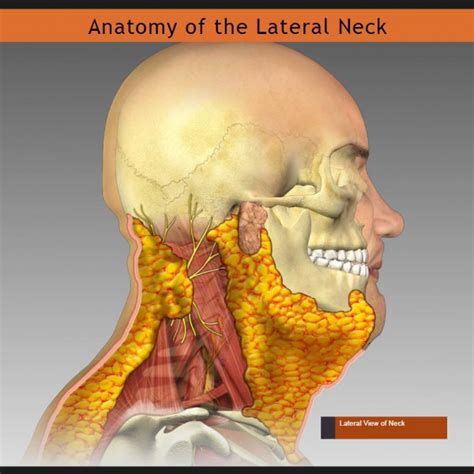 Anatomy Of The Lateral Neck Trialexhibits Inc