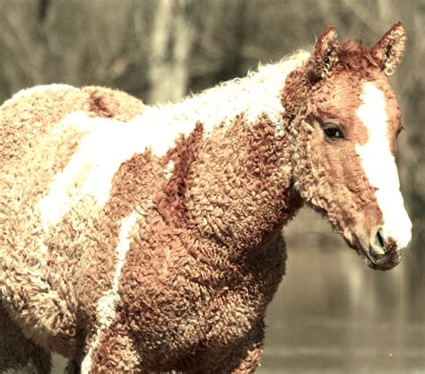 Curly Haired Horse Rinterestingasfuck