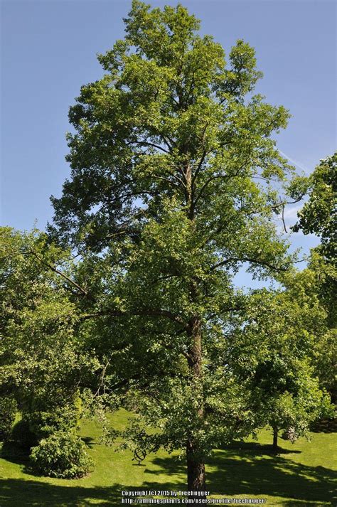 Photo Of The Entire Plant Of Black Alder Alnus Glutinosa Posted By