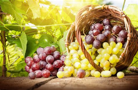 Weintraubenkur Warum sind Weintrauben gesund