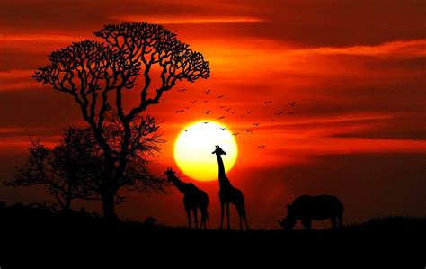 Safari Wallpapers Top Free Safari Backgrounds Wallpaperaccess