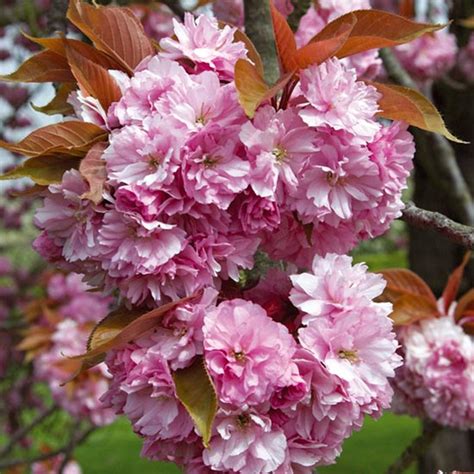 Prunus Kanzan Japanese Flowering Cherry Pomona Fruits Buy Fruit