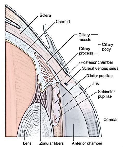 Eyeball Bulbus Oculi Earths Lab