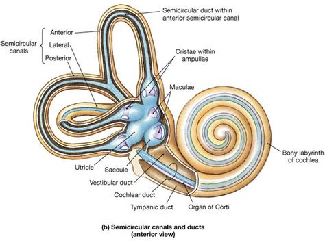 Pin on Anatomy & Phys