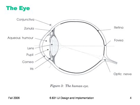 Download diagram of human eye anatomy with label vector art. 6.831 L19: Color Design