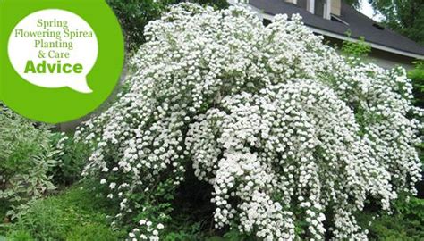 Can i over fertilize to get rid of creeping charlie? How To Plant, Prune, Fertilize & Water Bridal Wreath ...