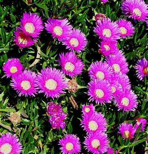 Any normal plant dies if it is on the canary islands the ice plant used to be used to obtain soda (sodium carbonate) which is. Ice Plant - Presidio of San Francisco (U.S. National Park ...