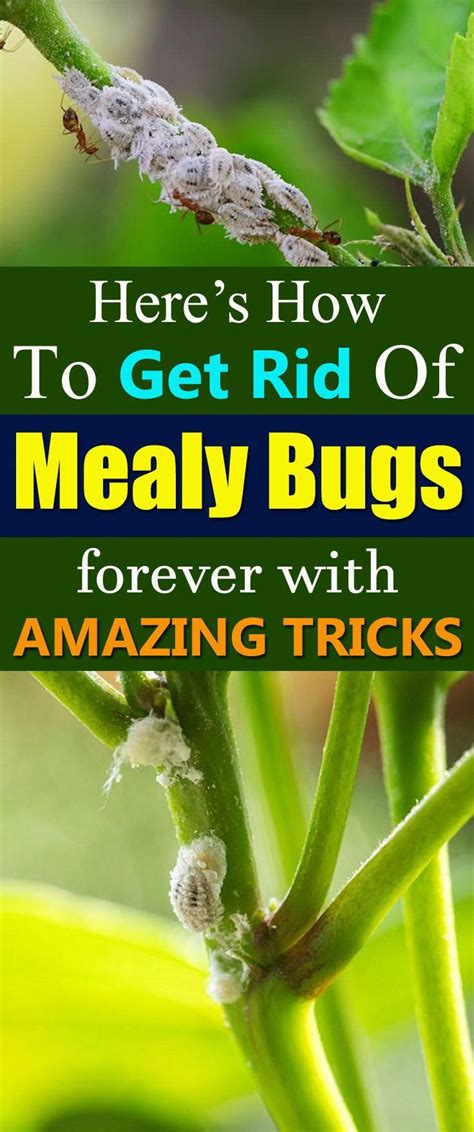 8 Effective Tricks To Get Rid Of Mealybugs Organic