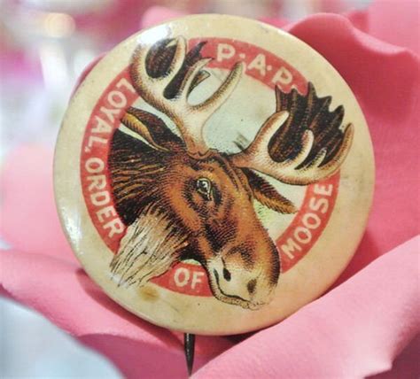 Victorian Celluloid Pinback Button Loyal Order Of Moose Pap Circa Late