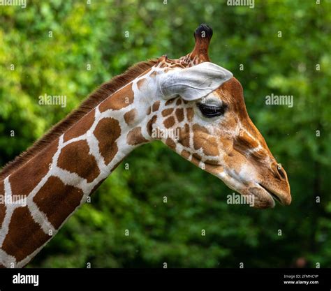 La Girafe Giraffa Camelopardalis Même De Lafrique De Lest Un