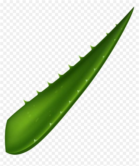 Aloe Vera Leaf Clipart Banner Royalty Free Download, HD Png Download - vhv