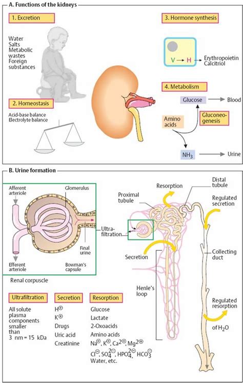 Laboratory Diagnostics Of The Kidney Diseases Medical School Studying